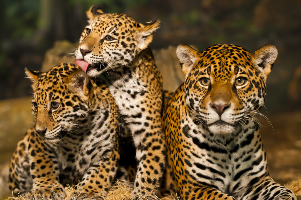 Two young Jaguar Cubs with their mother