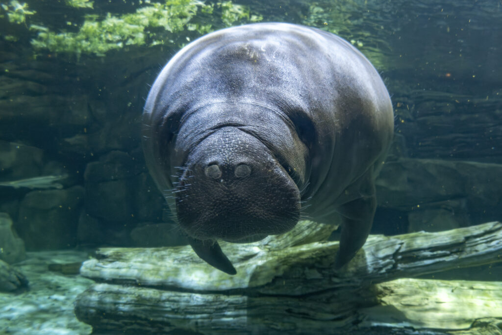manatee underwater looking at you close up