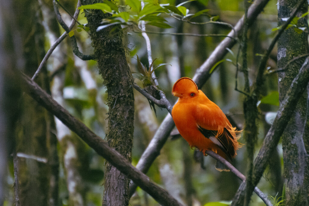 Guianan cock-of-the-rock (Rupicola rupicola) Guyana
