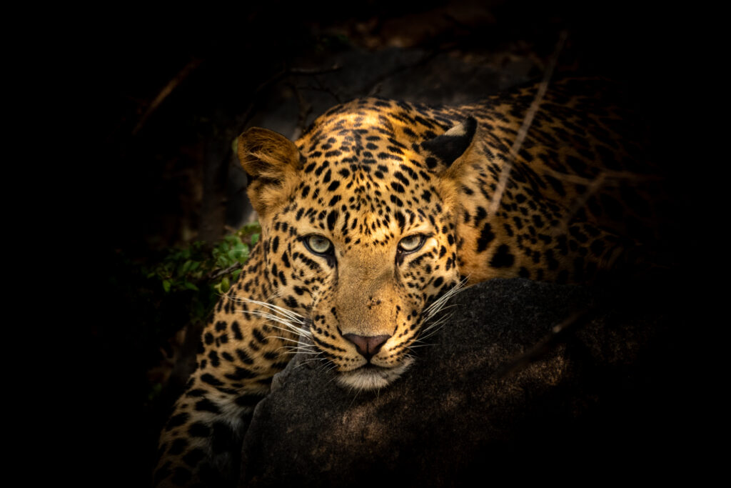 Fine art portrait of wild male leopard or panther or panthera pardus with eye contact in isolated black background at wildlife safari in forest of central india