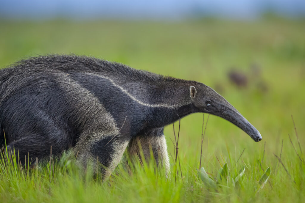 Giant Anteater (Myrmecophaga tridactyla) walking in savannah grassland, Rupununi, Guyana. The giant anteater is listed as Vulnerable by the IUCN.