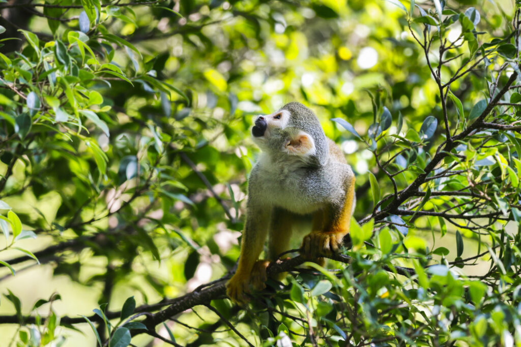 Squirrel monkeys live in the tropical forests of Central and South America in the canopy layer. Most species have parapatric or allopatric ranges in the Amazon, while S. oerstedii is found disjunctly in Costa Rica and Panama.